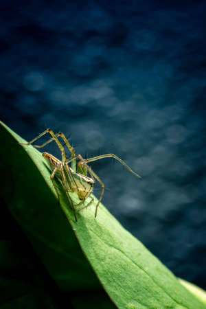 Yellow  Jumping Spider standing on green leaf.の写真素材