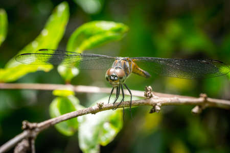 A dragonfly perched on a tree brench with isolate background.の写真素材