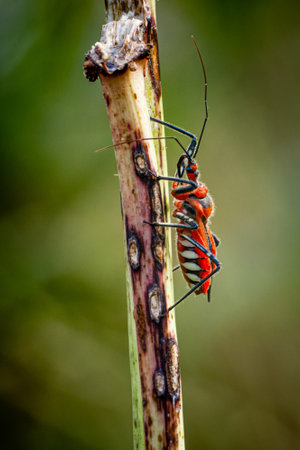 A Milkweed Assasin bug on branch in the forest against with blurred soft background.