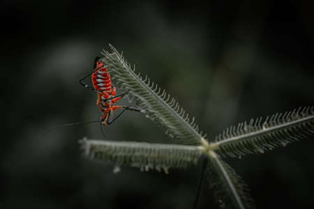 Red insect, assassin bug on Crowfoot grass, Beach wiregrass in the forest against a blurred soft...