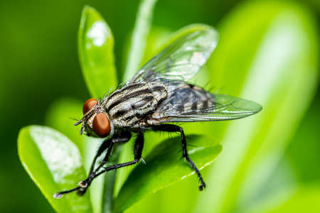 Close up of Fly on green leaves.の写真素材