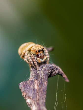 Selective focus of Jumping Spider on old tree branch, old wood in nature with nature blurred...