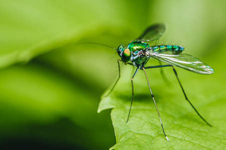 Close up of Long-legged fly (Condylostylus sipho) on green leaf with nature background, Selective focus.の写真素材