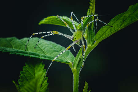 A close-up of green jumping spider on leaf in the garden with nature background.の写真素材