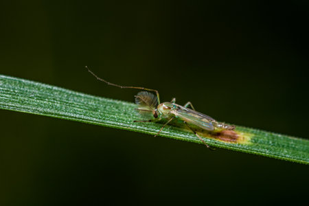 Close up of Chironomidae plumosus on green leaf with it looks like green mosquito and nature...
