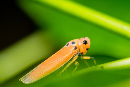 Close up of a orange leafhopper standing on green leaf with nature background, macro concept and selective focus.の写真素材