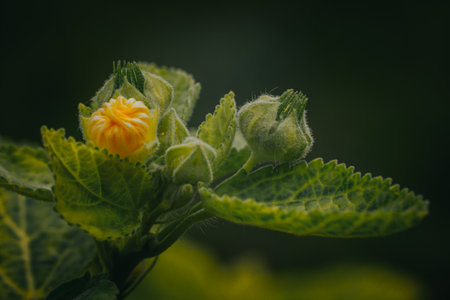 The blooming green buds turn yellow flowers in Thailand.