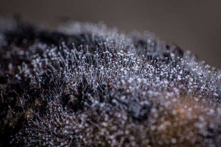 Close up white fungus on the bark of jackfruit.の写真素材