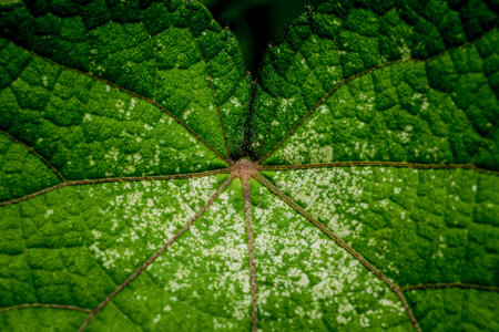 Texture and color of leaf for abstract background.の写真素材