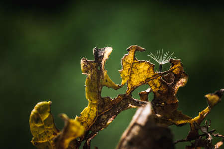 Traces of yellow leaves that are food for insectsの写真素材