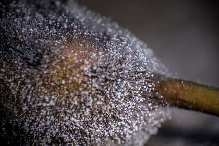 Close up white fungus on the bark of jackfruit.の写真素材