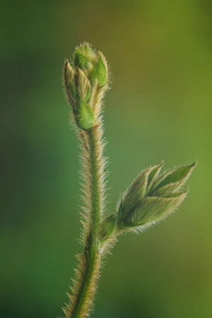 The white feathers of a growing tree and blurred background.の写真素材