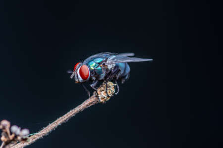 Close up a Fly perched on a tree branch, dry wood with isolated background, Common housefly, Colorful insect, Selective focus.の写真素材