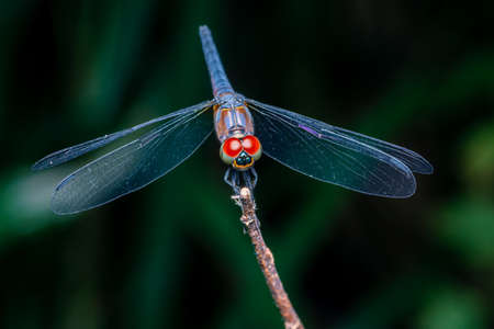 Close up of Dragonfly perched on a tree branch, dry wood and nature background, Selective focus, Colorful insect in Thailand.の写真素材