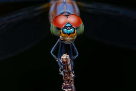Close up of Dragonfly perched on a tree branch, dry wood and nature background, Selective focus,...