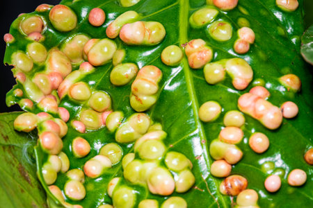 Rose Apple Leaf Blister. Close up disease caused by blister mites of leaf in garden, Cancerous Gall Infected, Selective focus.の写真素材