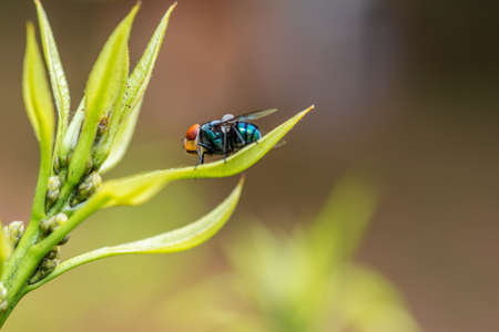 Close up a Fly on green leaf and nature blurred background, Common housefly, Colorful insect,...