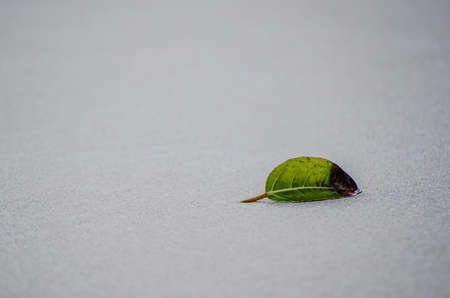 Fallen leaf on sand beach, autumn season concept, storm season.の写真素材