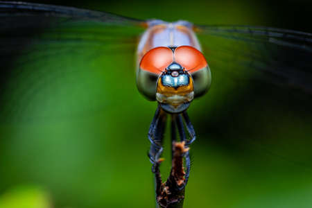 Close up of Dragonfly perched on a tree branch, dry wood and nature background, Selective focus, Colorful insect in Thailand.の写真素材