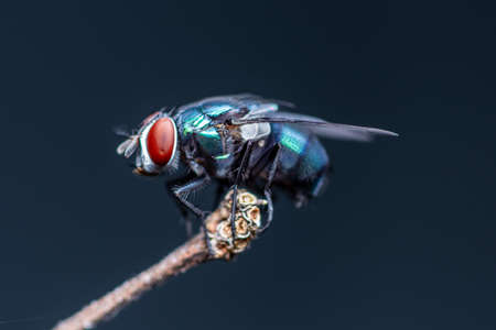 Close up a Fly perched on a tree branch, dry wood with isolated background, Common housefly, Colorful insect, Selective focus.の写真素材