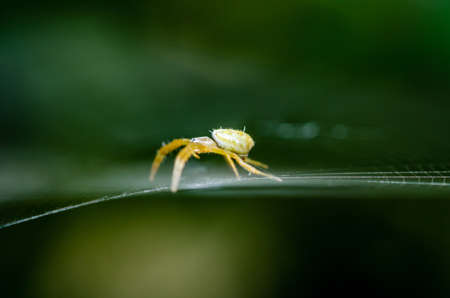 Close up a spider on web in forest with blurred nature background, macro photo, selective focus.の写真素材