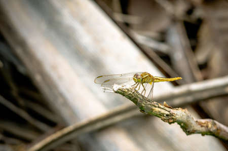 Close up of Dragonfly perched on a tree branch, dry wood and nature background, Selective focus, insect macro, Colorful insect in Thailand.の写真素材