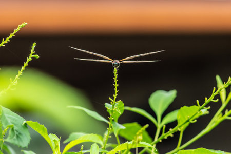 Flying Dragonfly, Close up a flying dragonfly and blurred natural background, Selective focus.