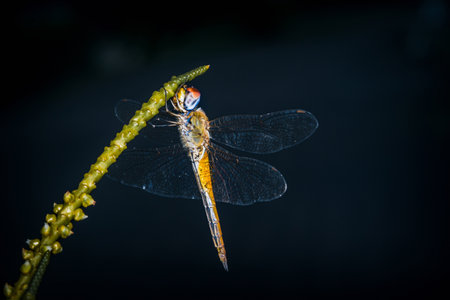 Jumping spider eating prey on green Stachytarpheta jamaicensis tree, Jumping spider and Lynx spider, Selective focus, Macro shot, Natural background, Thailand.の写真素材