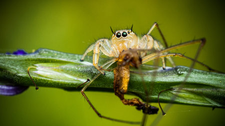 Jumping spider eating prey on green Stachytarpheta jamaicensis tree, Jumping spider and Lynx spider,...