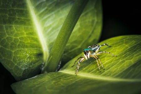 Jumping spider eating prey on green Stachytarpheta jamaicensis tree, Jumping spider and Lynx spider,...