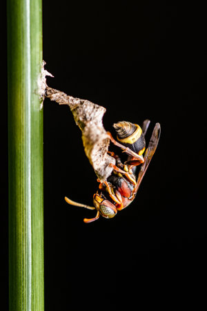 Close up Ropalidia Fasciata, Paper Wasp taking care it's tiny nest on nature background, Thailand.の写真素材