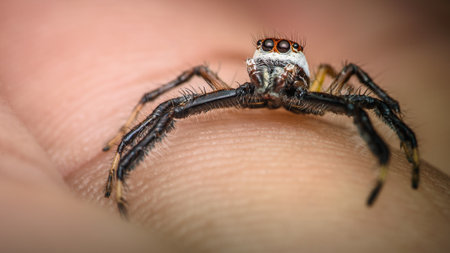 Close up a colorful jumping spider on human hand, macro shot, selective focus,Thailand.の写真素材