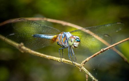 A dragonfly perched on green leaf and nature background, Selective focus, insect macro, Colorful insect in Thailand.の写真素材