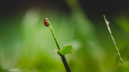 A little ladybug on blade of grass with fresh morning dew drops, natural blurred background, Close up view of ladybug.の写真素材