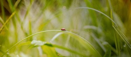 A little ladybug on blade of grass with fresh morning dew drops, natural blurred background, Close...