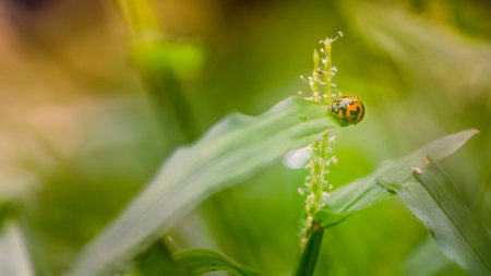 A little ladybug on blade of grass with fresh morning dew drops, natural blurred background, Close up view of ladybug.の写真素材