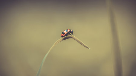 A little ladybug on blade of grass with fresh morning dew drops, natural blurred background, Close...