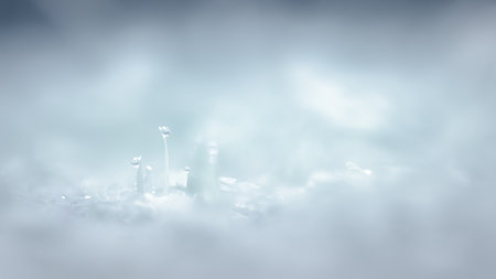 Close up with soft focus dew drops on grass leaves, Abstract soft natural background in pastel light colors, Spring floral.の写真素材