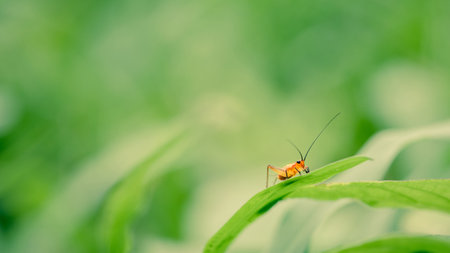 Close-up of a mosquito resting on dry tree branch, white and black abstract background, selective focus.の写真素材