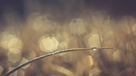 Close up with soft focus dew drops on grass leaves, Abstract soft natural background in pastel light colors, Spring floral.の写真素材