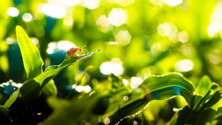 Cucurbit Leaf Beetle or Aulacophora indica on green grass, Red pumpkin beetle, Colorful light dots bokeh of dew drops in morning, Thailand.の写真素材