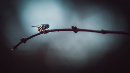 Close up a Fly perched on a tree branch, dry wood with isolated background, Common housefly, Colorful insect, Selective focus.の写真素材