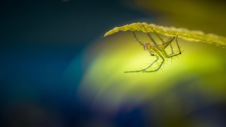 Close up yellow Jumping Spider, Lynx Spider under green leaf and dew drop, Colorful photo with macro shot, selective focus, Nature blurred background.の写真素材