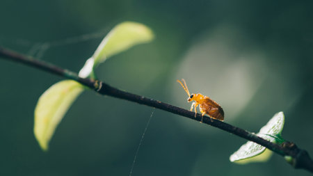 Close up a Pumkin Beetle on tree branch and natrue blurred background, Orange-blue Narrow-necked Leaf Beetle, selective focus, macro insect Thailand.の写真素材