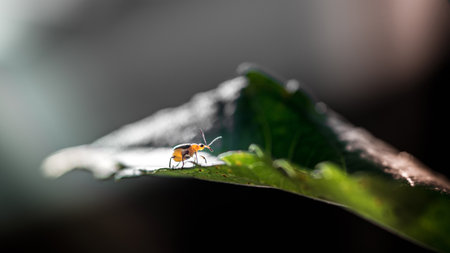 Close up a Shining Flea Beetle, Asphaera lustrans on green leaf and natrue blurred background, Orange-blue Narrow-necked Leaf Beetle, selective focus, macro insect Thailand.の写真素材