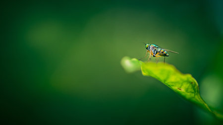 Close up of green long-legged fly or Austrosciapus connexus on green leaf. Insect photo in Thailand, Light nature background, Selective focus.の写真素材