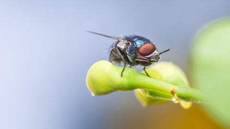 Macro photo of Fly on budding flower, Action fly in nature of wildlife, font view selective focus, Nature blurred background.の写真素材