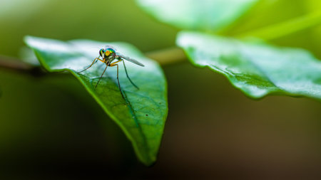 Close up of green long-legged fly or Austrosciapus connexus on green leaf. Insect photo in Thailand, Light nature background, Selective focus.の写真素材