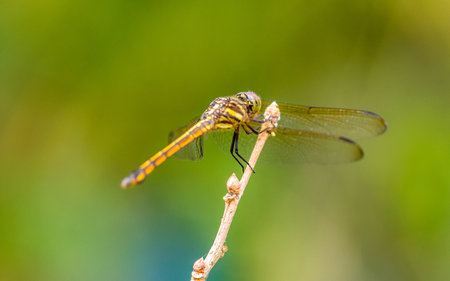 Close up of Dragonfly perched on a tree branch, dry wood and nature background, Selective focus,...
