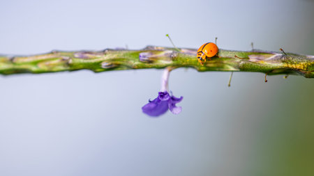 Close-up of Orange ladybug walking on a green branch of plant and purple flower, Nature blurred background.の写真素材